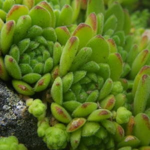 Photographie n°2016848 du taxon Sempervivum montanum L. [1753]