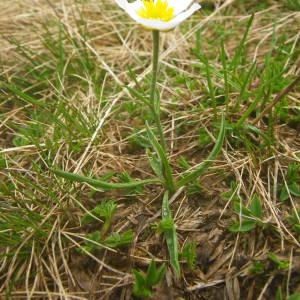 Photographie n°2016889 du taxon Ranunculus pyrenaeus L. [1771]