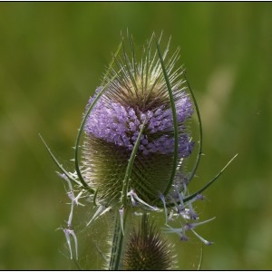 Photographie n°2017525 du taxon Dipsacus fullonum L. [1753]