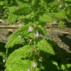 Photographie n°2018362 du taxon Teucrium scordium L. [1753]