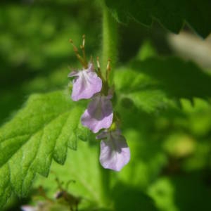 Photographie n°2018363 du taxon Teucrium scordium L. [1753]