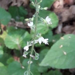 Photographie n°2019449 du taxon Circaea lutetiana L. [1753]