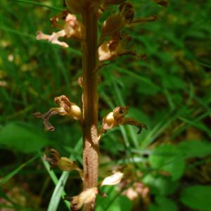 Photographie n°2020896 du taxon Neottia nidus-avis (L.) Rich. [1817]
