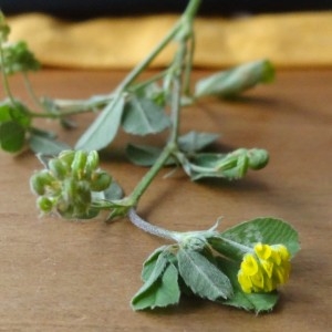 Photographie n°2021068 du taxon Medicago lupulina L. [1753]