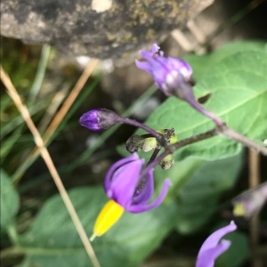 Photographie n°2022269 du taxon Solanum dulcamara L. [1753]