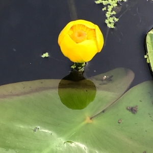 Photographie n°2022330 du taxon Nuphar lutea (L.) Sm. [1809]