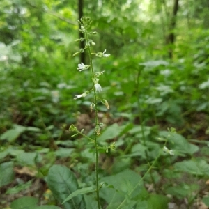 Photographie n°2022542 du taxon Circaea lutetiana L. [1753]