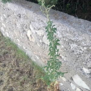 Photographie n°2023452 du taxon Lactuca serriola f. integrifolia Bogenh.