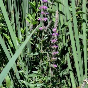 Photographie n°2024045 du taxon Lythrum salicaria L. [1753]