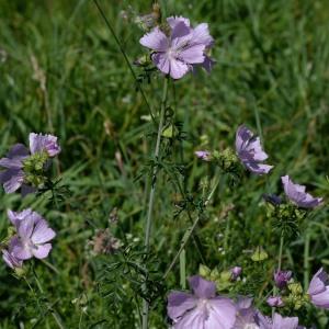 Photographie n°2024055 du taxon Malva moschata L. [1753]