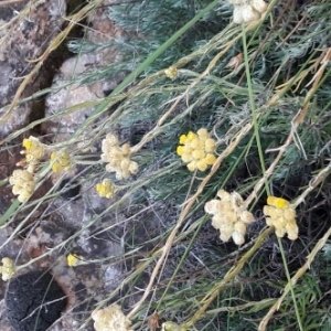 Photographie n°2024181 du taxon Helichrysum stoechas (L.) Moench [1794]