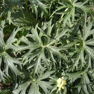 Photographie n°2024600 du taxon Aconitum lycoctonum subsp. neapolitanum (Ten.) Nyman