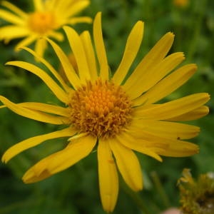 Photographie n°2024608 du taxon Doronicum austriacum Jacq. [1774]