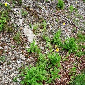 Photographie n°2025062 du taxon Papaver cambricum L.