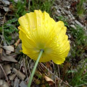 Photographie n°2025076 du taxon Papaver cambricum L.