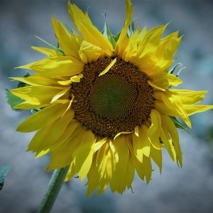 Photographie n°2026143 du taxon Helianthus annuus L. [1753]