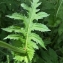  Heinz Gass - Cirsium oleraceum (L.) Scop. [1769]