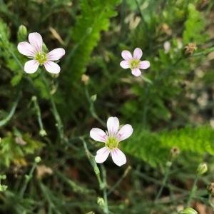 Photographie n°2027405 du taxon Petrorhagia saxifraga (L.) Link [1829]