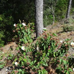 Photographie n°2027507 du taxon Cistus populifolius L. [1753]