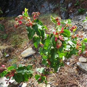 Photographie n°2027509 du taxon Cistus populifolius L. [1753]