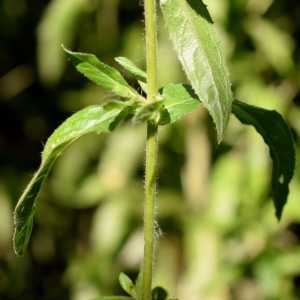 Photographie n°2027599 du taxon Epilobium hirsutum L.