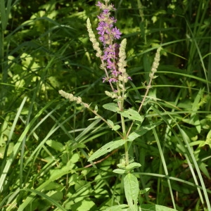 Photographie n°2027693 du taxon Lythrum salicaria L. [1753]