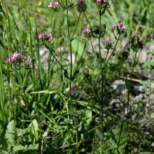 Photographie n°2027973 du taxon Centaurium erythraea Rafn [1800]