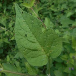 Photographie n°2028281 du taxon Solanum dulcamara L. [1753]