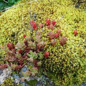 Photographie n°2029309 du taxon Sedum atratum L. [1763]