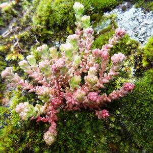 Photographie n°2029391 du taxon Sedum atratum L. [1763]