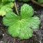  Alain Bigou - Geranium pyrenaicum subsp. pyrenaicum 