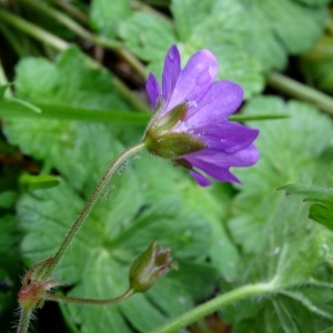 Geranium pyrenaicum Burm.f. subsp. pyrenaicum (Géranium des Pyrénées)