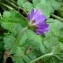  Alain Bigou - Geranium pyrenaicum subsp. pyrenaicum 