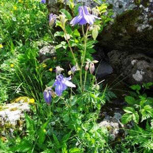 Photographie n°2029503 du taxon Aquilegia vulgaris L. [1753]