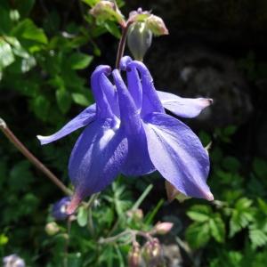 Photographie n°2029506 du taxon Aquilegia vulgaris L. [1753]