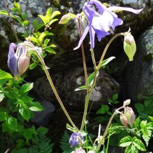 Photographie n°2029516 du taxon Aquilegia vulgaris L. [1753]