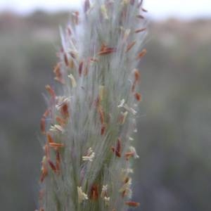 Photographie n°2030044 du taxon Tripidium ravennae (L.) H.Scholz [2006]