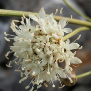 Photographie n°2030653 du taxon Cephalaria leucantha (L.) Schrad. ex Roem. & Schult. [1818]