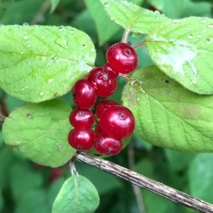 Photographie n°2031219 du taxon Lonicera xylosteum L. [1753]