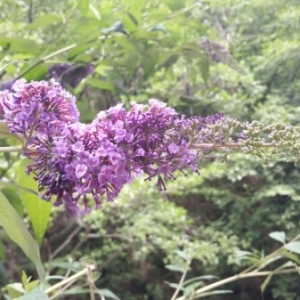 Photographie n°2031300 du taxon Buddleja davidii Franch. [1887]