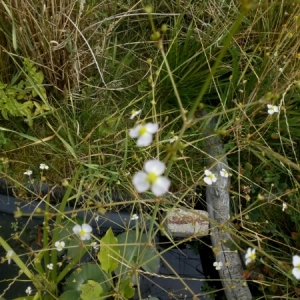 Photographie n°2031321 du taxon Alisma plantago-aquatica L. [1753]