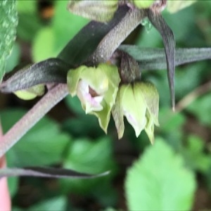 Photographie n°2032123 du taxon Epipactis purpurata Sm. [1828]