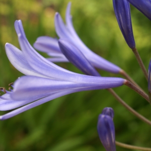 Agapanthus africanus (L.) Hoffmanns. (African Lily)
