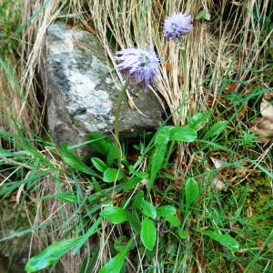 Photographie n°2033536 du taxon Globularia nudicaulis f. nudicaulis 