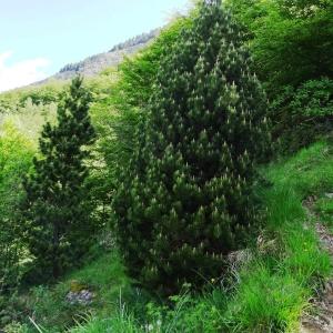 Photographie n°2033724 du taxon Pinus mugo subsp. uncinata (Ramond ex DC.) Domin [1936]