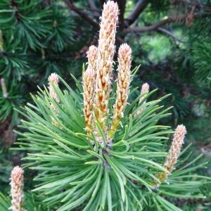 Photographie n°2033728 du taxon Pinus mugo subsp. uncinata (Ramond ex DC.) Domin [1936]
