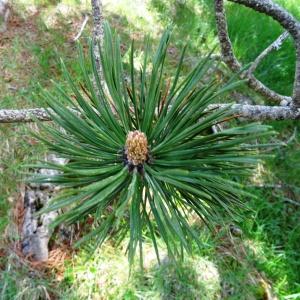 Photographie n°2033928 du taxon Pinus mugo subsp. uncinata (Ramond ex DC.) Domin [1936]
