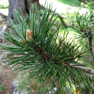 Photographie n°2033930 du taxon Pinus mugo subsp. uncinata (Ramond ex DC.) Domin [1936]