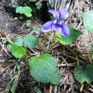Photographie n°2033960 du taxon Viola canina L. [1753]