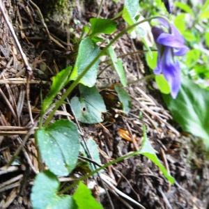 Photographie n°2033961 du taxon Viola canina L. [1753]